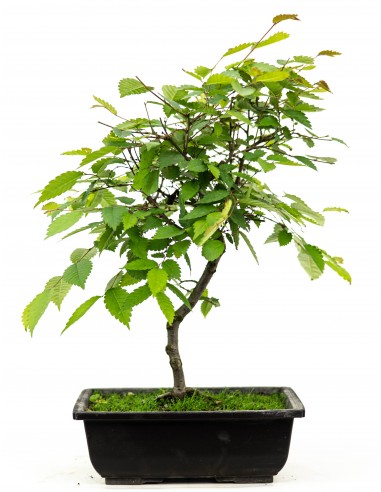 Zelkova serrata - brzostownica japońska
