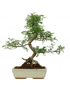 Pieprzowiec chiński